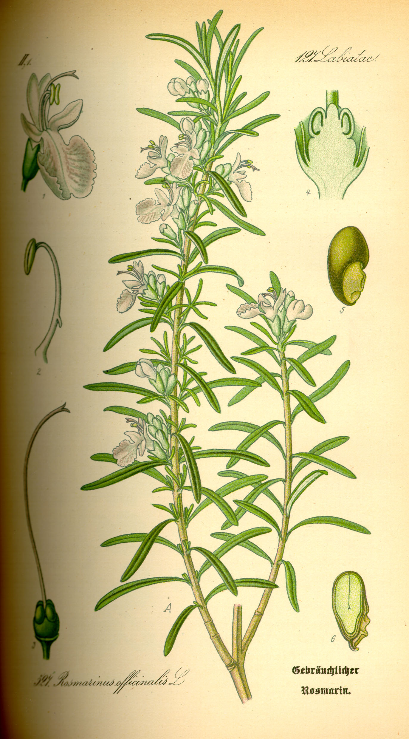 Rosmarinus officinalis CT cineole